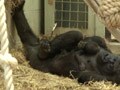Video : Will baby gorilla accept stepfather?