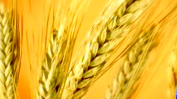 Should India consider lifting ban on wheat export? Should India consider lifting ban on wheat export?