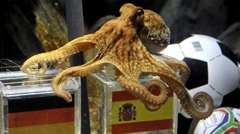 Video : Germans fed up with their octopus