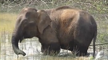 Video : Man vs elephant: Conflict over habitat