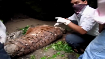 Uttarakhand flood: Tiger drowns as rivers swell