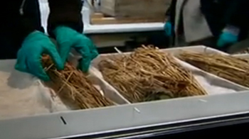 Century-old whisky found trapped in Antarctic ice