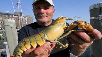 Video : Rare Yellow Lobster 1 in 30 million
