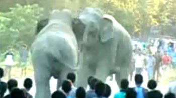 Two elephants fight it out in Assam