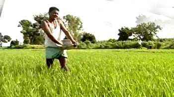 Video : Fertiliser crunch hits Telangana farmers