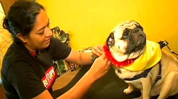 Pamper your pooches this festive season