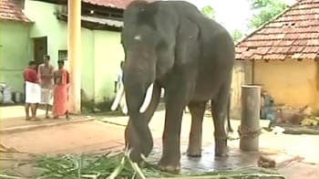 Video : An elephant's beauty treatment