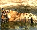 Tiger land: Ranthambore