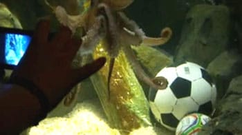 Video : World Cup octopus oracle Paul to retire
