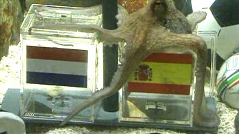 Octopus Paul picks Spain to win World Cup