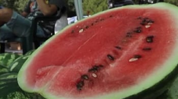 Video : Bulgaria's watermelon festival
