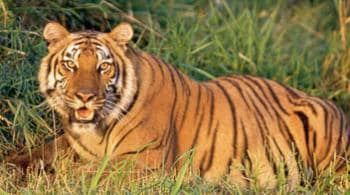Videos : खतरे में बाघ, 11 मरे