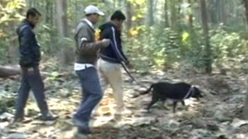 Hunt on for Corbett's wounded tigress