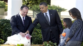 Obama spares turkeys 'shellacking' he got at polls