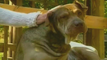 Pet dog survives two shots in the head