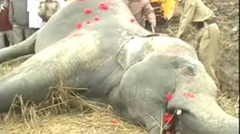 Elephant electrocuted in Assam