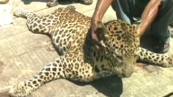 Video : Tragic year for wildlife conservation