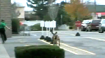 Panicked deer smash through shop window