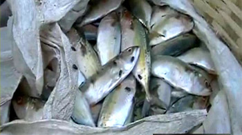 तेल रिसाव से मछलियों का धंधा मंदा