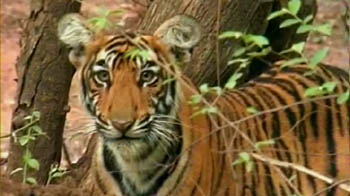 सरिस्का में बाघ की मौत पर सवाल