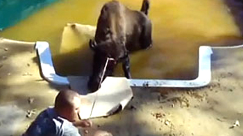 Is that a buffalo in the swimming pool?