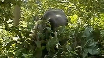 Video : ऋषिकेश में हाथियों का उत्पात