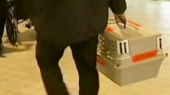 Emergency landing after dog bites passenger