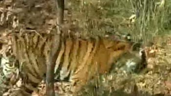 Video : Dudhwa's disappearing Tigers