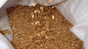 Govt raises MSP for rabi crops