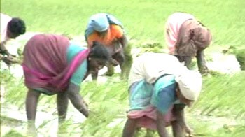 Video : Tamil Nadu: Paddy cultivation in troubled waters