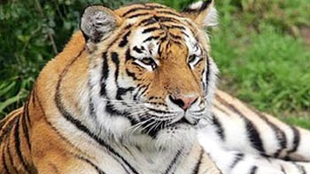 Sundarbans: Tiger tranquilised to secure area