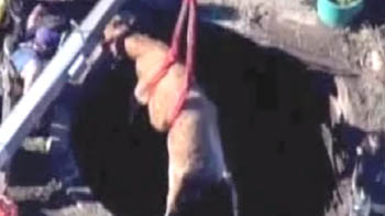 Pregnant cow stuck in well