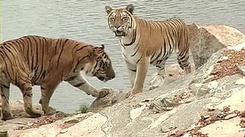 Video : NDTV impact: Buffer zone for tiger reserves
