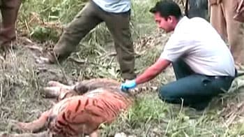 Video : Three tiger deaths in one month in Kaziranga