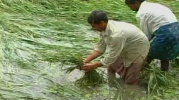 Video : Andhra Pradesh: Bumper crop washed away
