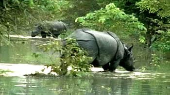 Video : Assam: Wildlife park inundated