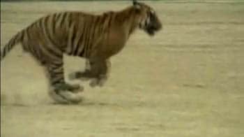 Video : Tiger on the prowl, injures 7