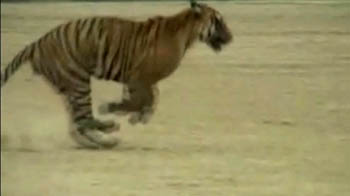 Tiger on the prowl, injures 7