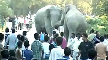 Videos : आपस में उलझे दो हाथी