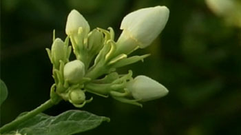 Realty shock for Madurai\'s jasmine