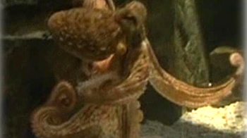 जर्मनी पर मेहरबान बाबा ऑक्टोपस