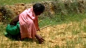 Video : Orissa reels under unbroken dry spell