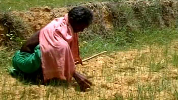 Orissa reels under unbroken dry spell