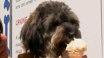 Video : Now an ice cream made exclusively for dogs