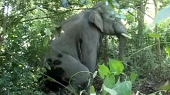 Operation Gajraj in Uttarakhand forest