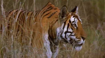 Saving tigers the filmy way