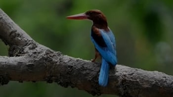 Video : Pune: Bird species reducing in number