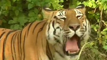 Video : Team Purab spots the big cat in Pench tiger reserve