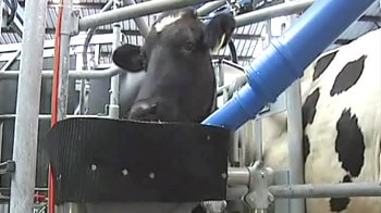 Video : No farmers required to milk these cows