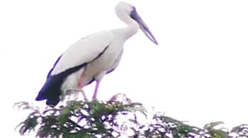 Video : Monsoon Express: Virtual bird sanctuary in Patna